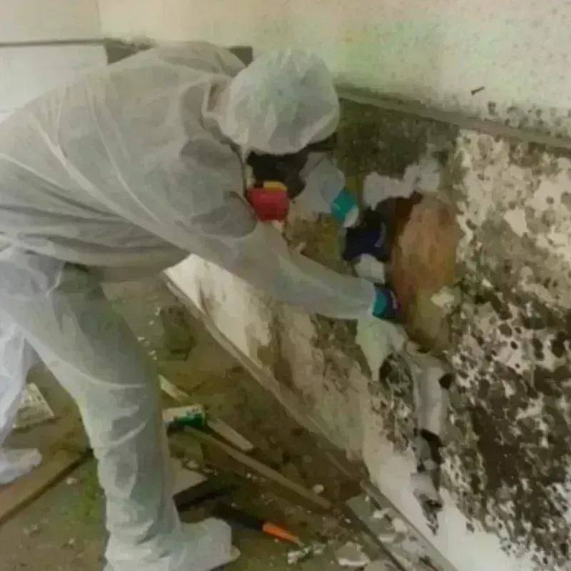 Mold Remediation and Removal in Harris Hill, NY